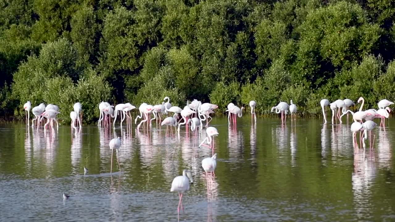 카리브 해 핑크 플라밍고 (caribbean pink flamingo) 는 아랍에미리트의 두바이에 있는 습지 보호구역인 라스 알 호르 야생 동물 보호구역 (ras al khor wildlife sanctuary) 에서 발견되었다.