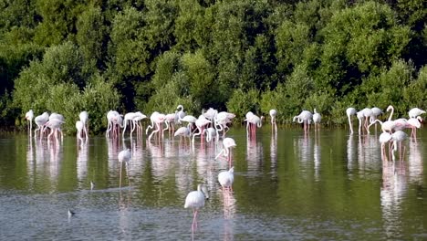 hd wildlife videos, caribbean pink flamingo at ras al khor wildlife sanctuary, a wetland reserve in dubai, united arab emirates, flamingos videos.