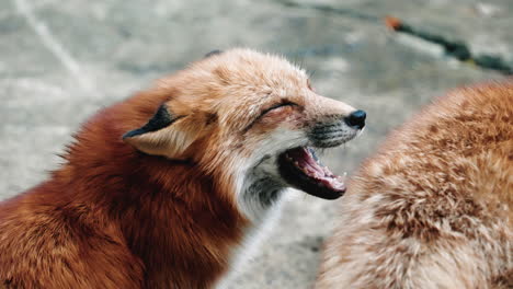 Macro-Of-Japanese-Red-Fox-Howling-During-Daytime-In-Zao-Fox-Village-In-Miyagi,-Japan