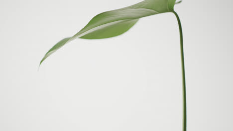 Close-up-of-green-leaf-on-white-background-with-copy-space-in-slow-motion