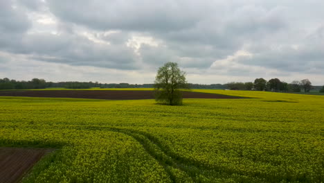 Vuelo-Sobre-El-Campo-Con-Flores-De-Canola-Y-Tilo-En-Medio