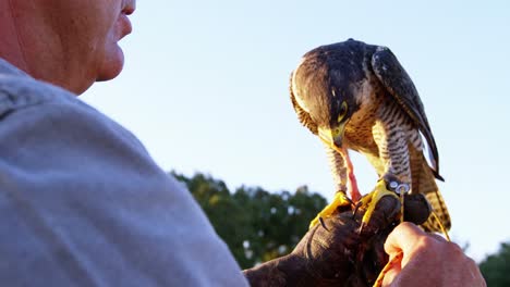 Hombre-Alimentando-Al-águila-Halcón-En-Su-Mano