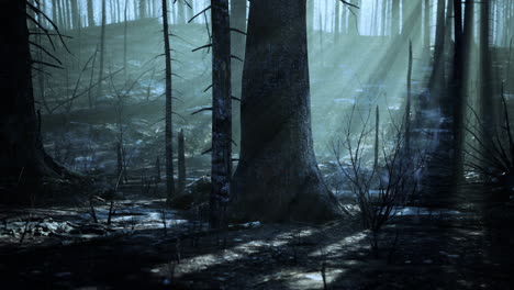 forest fire and fallen tree is burned to the ground with a lot of smoke