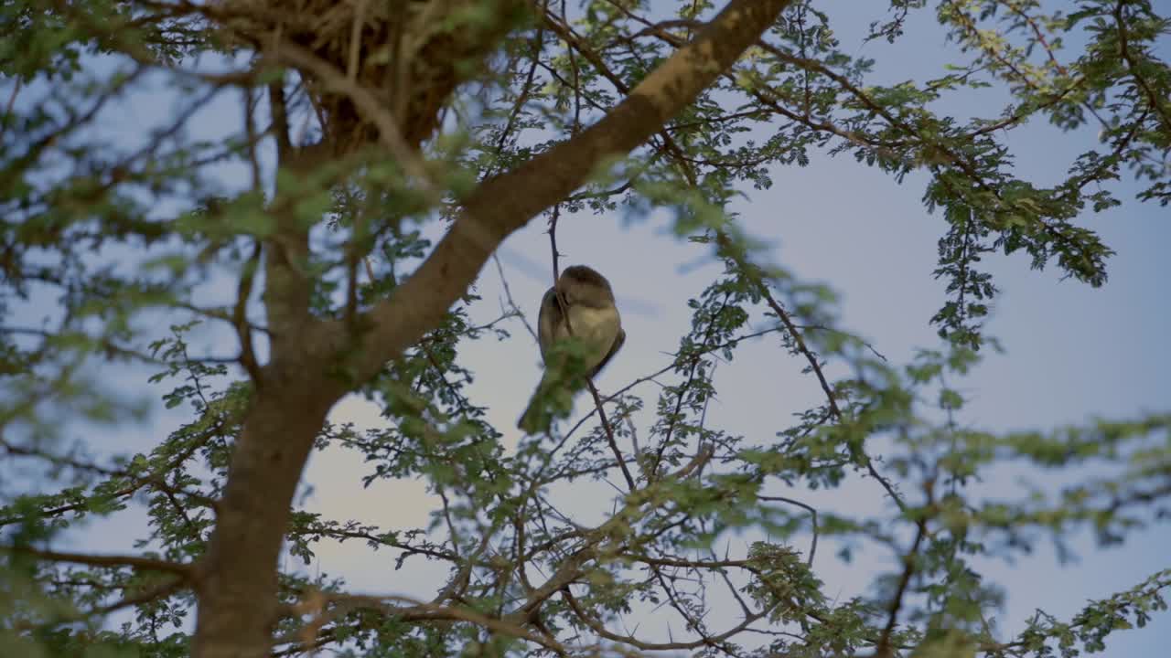 video en cámara lenta de un pájaro manteniéndolo limpio junto a su nido durante la mañana