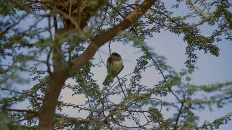 Video-En-Cámara-Lenta-De-Un-Pájaro-Manteniéndolo-Limpio-Junto-A-Su-Nido-Durante-La-Mañana