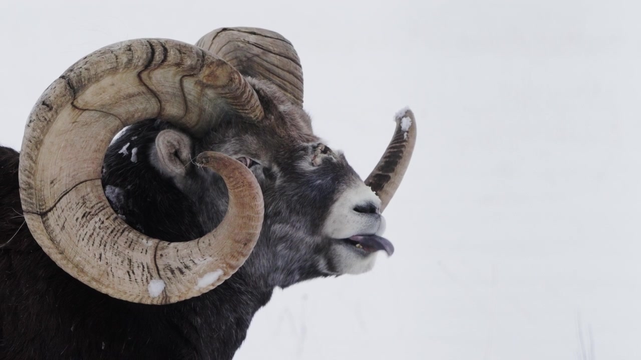 Male Stone Sheep (ovis dalli stonei) During Winter In Yukon Territory, Canada. Close-up Shot