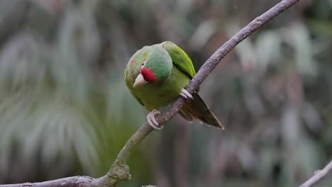 cute green and red mitred parakeet parrots sitting on branch and flying away - slow motion