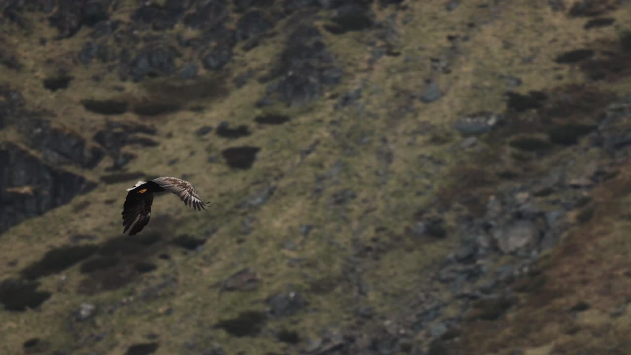 Zeitlupenaufnahme eines Adlers, der über zerklüfteten Lofoten-Fjorden, dramatischen Klippen und wilder nordischer Landschaft schwebt, majestätischer Vogel im Flug, Konzept von Freiheit und Wildnis