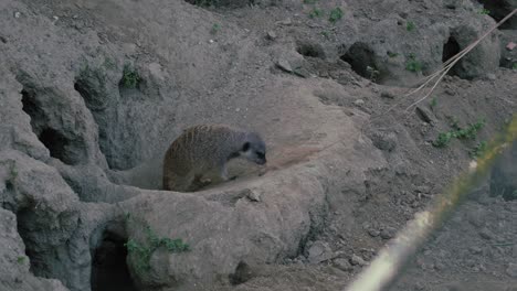 Meerkat-exploring-its-burrow-in-a-dry,-rocky-habitat