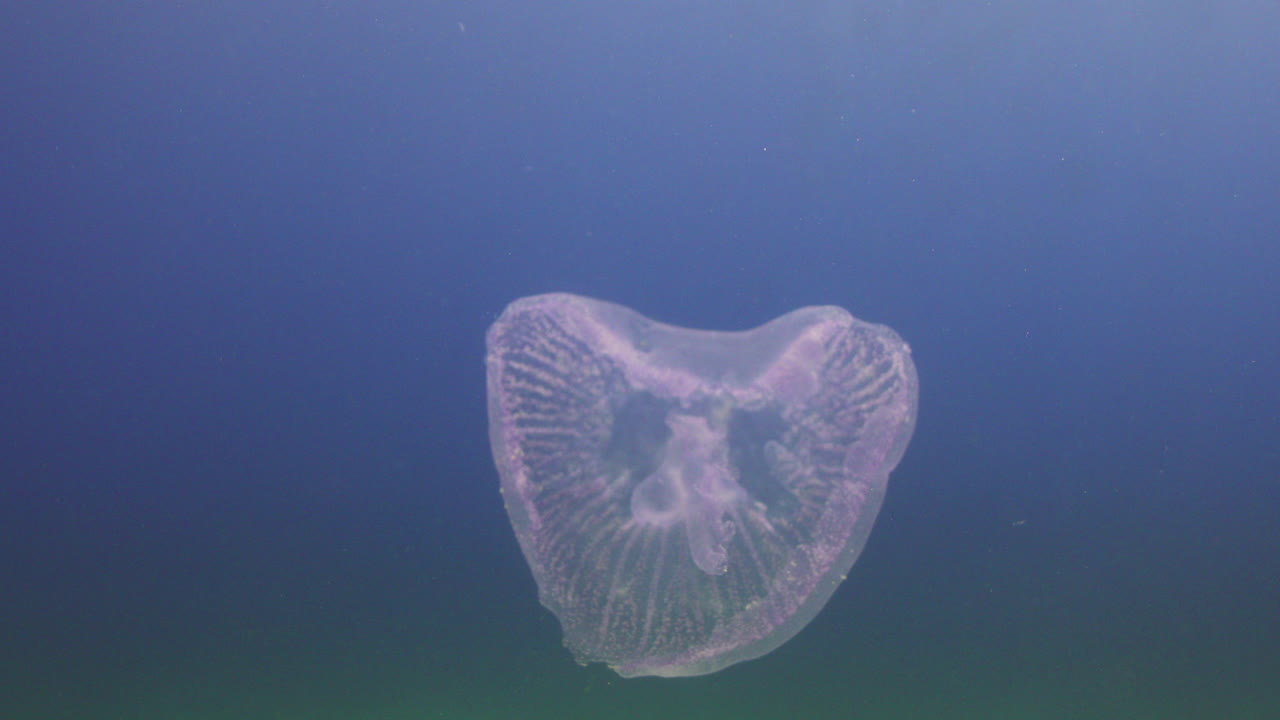 이집트의 은 바다의 산호초 근처에 있는 젤리피쉬 (jellyfish)