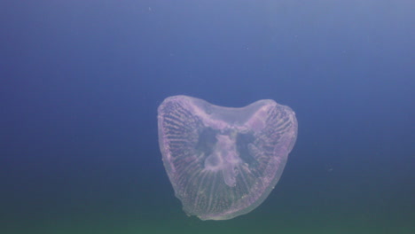 jellyfish por el arrecife de coral del mar rojo de egipto filmado en 4k