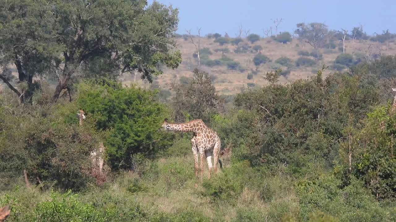 Two giraffes feeding peacefully amongst the trees and bush in a protected area of Kruger National Park, South Africa. Captures the beauty of African wildlife in its natural habitat.