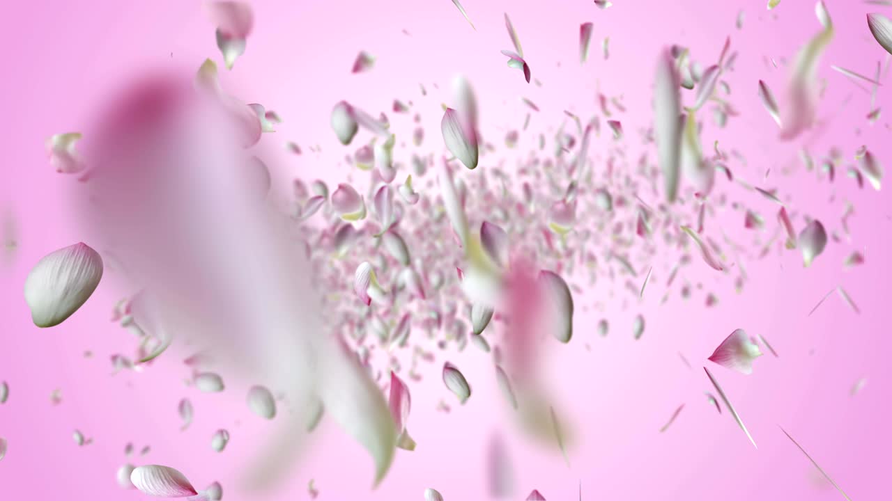 핑크 로터스 비행.