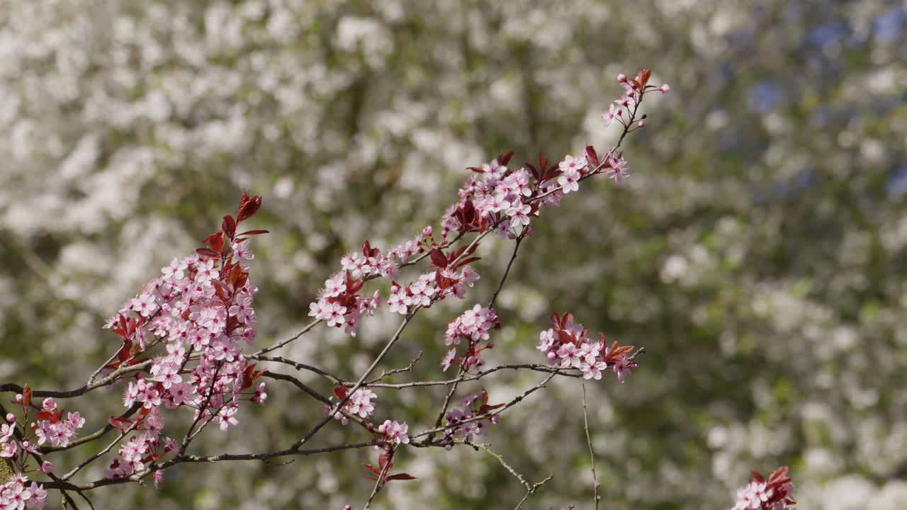 Un delicato ramo di fiori di ciliegio o pruno rosa che si estende attraverso l'inquadratura, catturato durante la fioritura di inizio primavera nei Paesi Bassi.