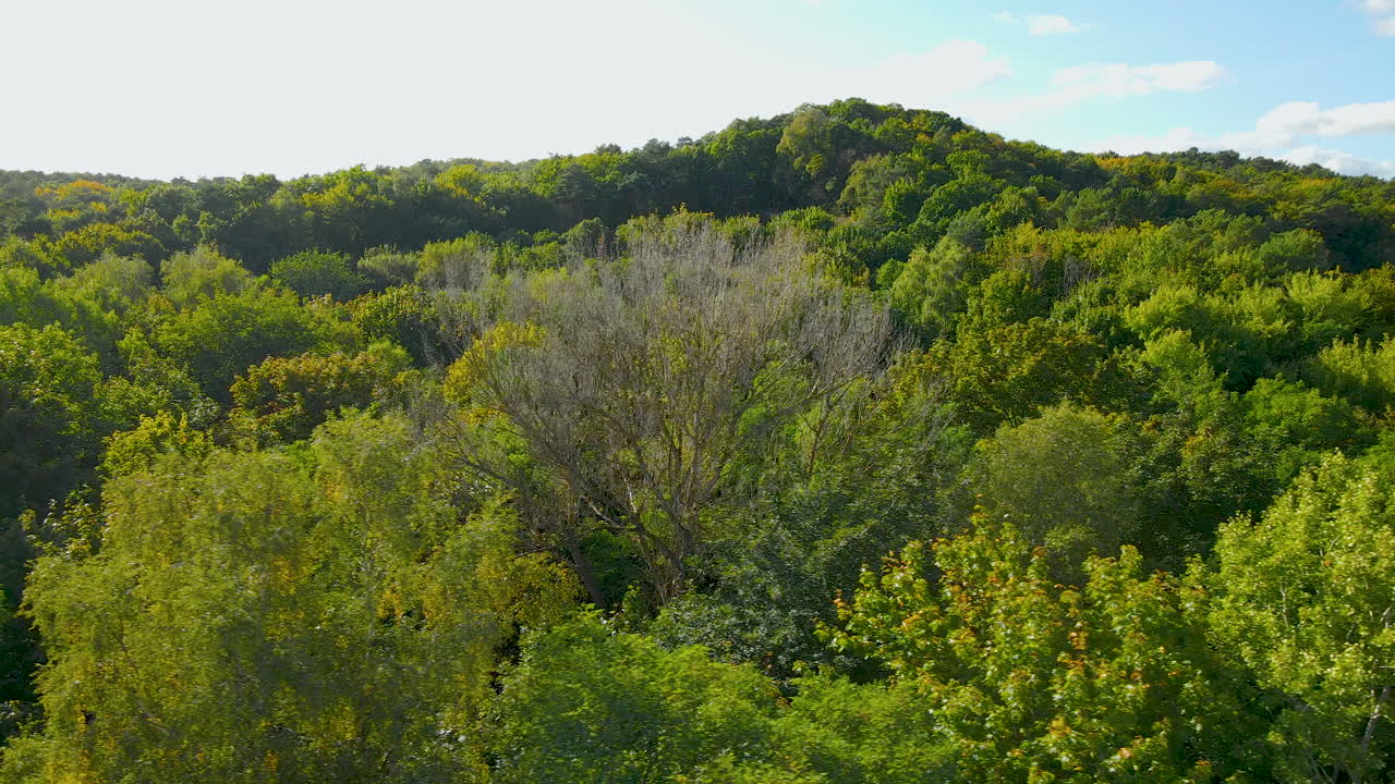 ポーランド、ソポトの晴れた日を通して明るい常緑の山林の風景