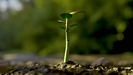 hermosas secuencias de tiempo animadas en 3d en 4k de una planta verde que crece en un suelo fangoso y se hace más grande