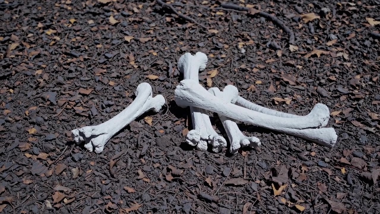 White Animal Bones Lying on a Forest Floor