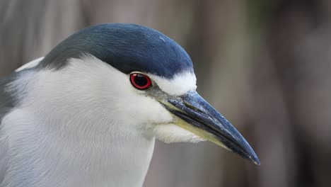 close up profile head shot of a wild sharp looking black crowned night heron, nycticorax nycticorax with fierce red eyes and a spear for a beak against blurred bokeh background