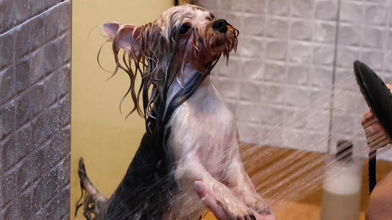 un perro siendo bañado y aseado