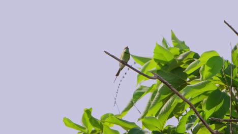 Encaramado-Solo-Y-Luego-Se-Va-Volando-Mientras-El-Viento-Sopla-Con-Fuerza,-El-Pequeño-Abejaruco-Verde-Merops-Orientalis,-Tailandia