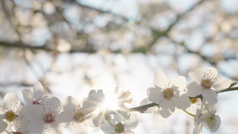 hermosas flores de primavera