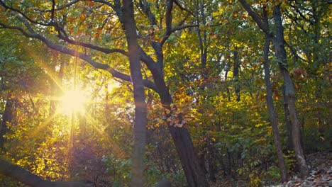 the fall autumn forest sunlight with trees and leaves