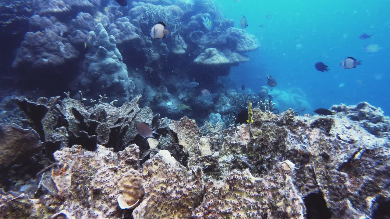 la vibrante escena submarina de los arrecifes de coral