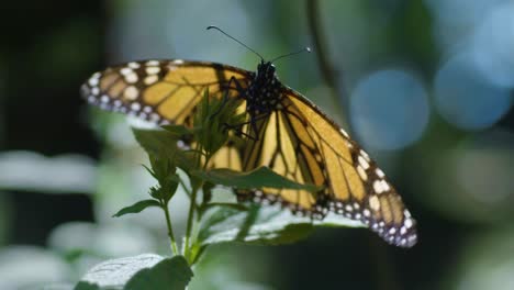 Explore-the-delicate-beauty-of-a-Monarch-butterfly-as-it-gracefully-waves-its-wings