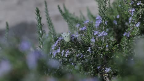 butterfly flying from the bushes 120fps