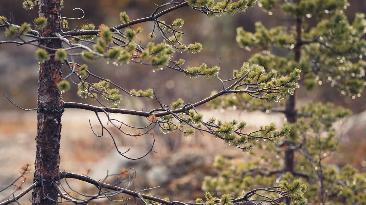 un primer plano de los abetos después de la lluvia