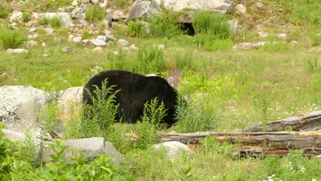 black bear eating near some rocks, behind some green grass, in a meadow