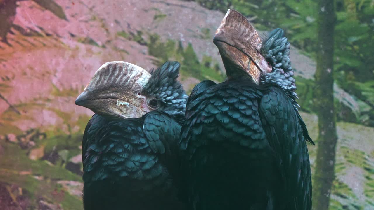 Two striking silvery-cheeked hornbills (Bycanistes brevis) perched together, showcasing their dark plumage and prominent, large casques atop their beaks, close up shot