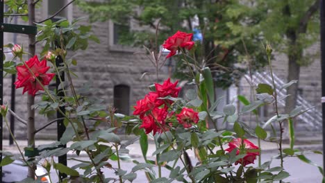 Flores-Rojas-Frente-A-Un-Edificio-Al-Otro-Lado-De-La-Calle