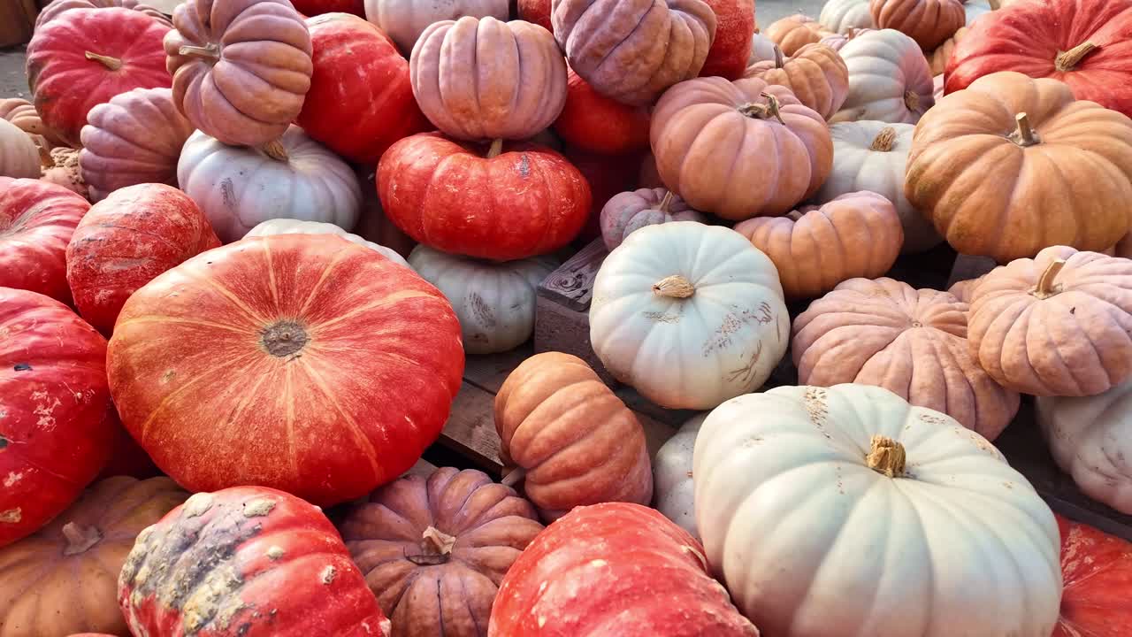 Collection of pumpkins (citrouille, Cucurbita pepo) and winter squash (potiron, Cucurbita maxima), illustrating diversity of edible gourds, with variations in color, shapes, textures, ribbing and form