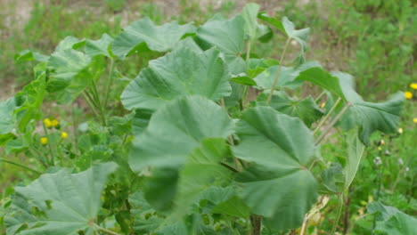 plants swaying in the wind.
