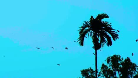 Silhouette-Einer-Palme-Mit-Zugvögeln-Im-Flug-Im-Dämmrigen-Himmel,-Erinnert-An-Einen-Ruhigen-Abend