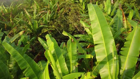 banana plantation seen from the air. risaralda, colombia