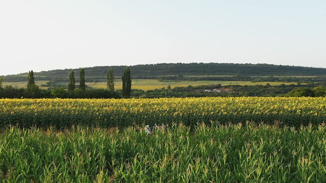 Panoramic scene of girl reading book in sunflower field slow push shot