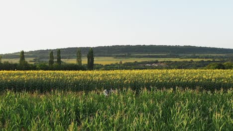 Panoramaszene-Eines-Mädchens,-Das-Im-Sonnenblumenfeld-Ein-Buch-Liest,-Langsame-Aufnahme