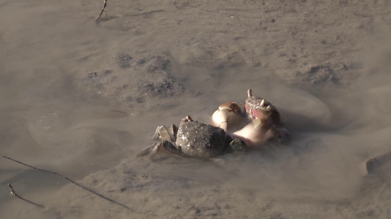 Close view of two neohelice granulata crabs crawling in muddy water