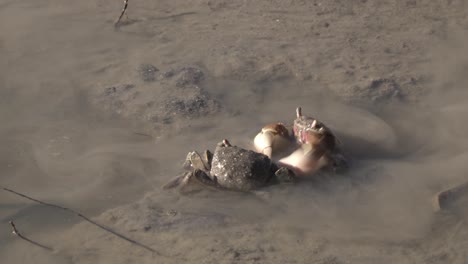 Nahaufnahme-Von-Zwei-Neohelice-Granulata-Krabben,-Die-In-Schlammigem-Wasser-Kriechen