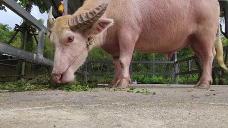 pink buffalo eating grass