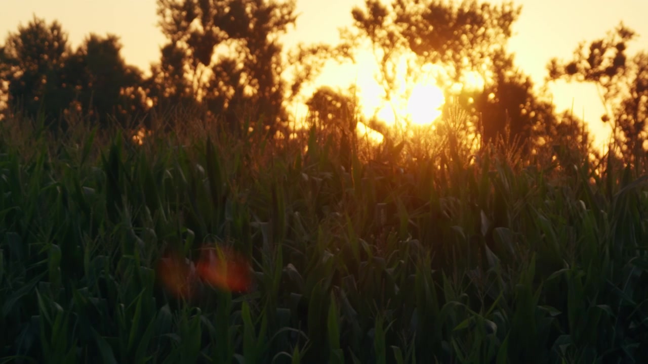 Sunset light shines through a cornfield with trees in a rural outdoor setting during golden hour.