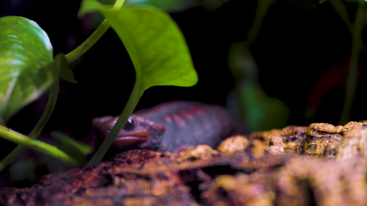 un pequeño lagarto marrón está sentado en un tronco junto a las hojas verdes