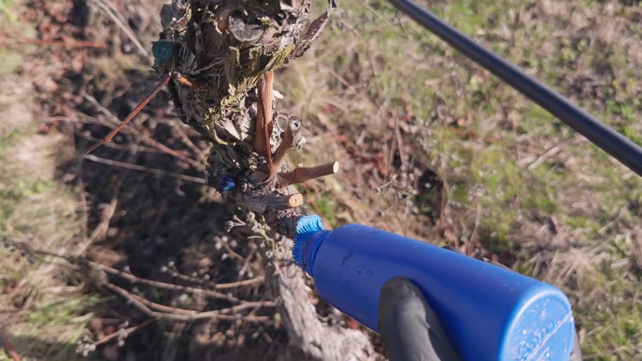 Close-up agricultural footage of pruning wounds being coated with protective sealant to help maintain healthy grapevines after winter pruning.
