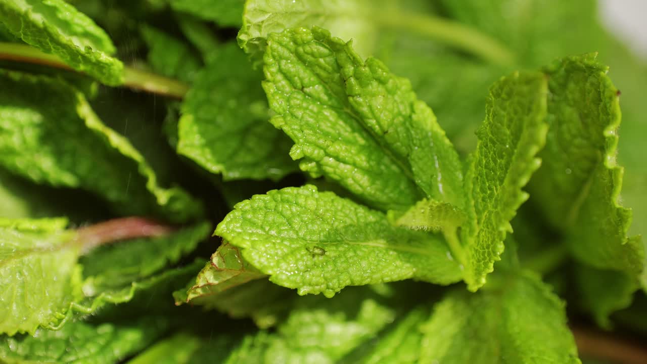 hojas de menta frescas