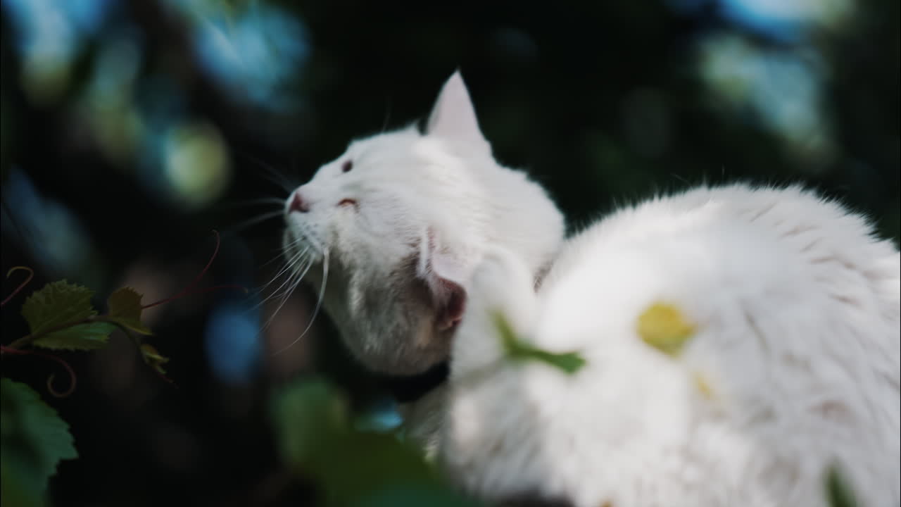 Close up of white cat scratching itself in a sunlit garden