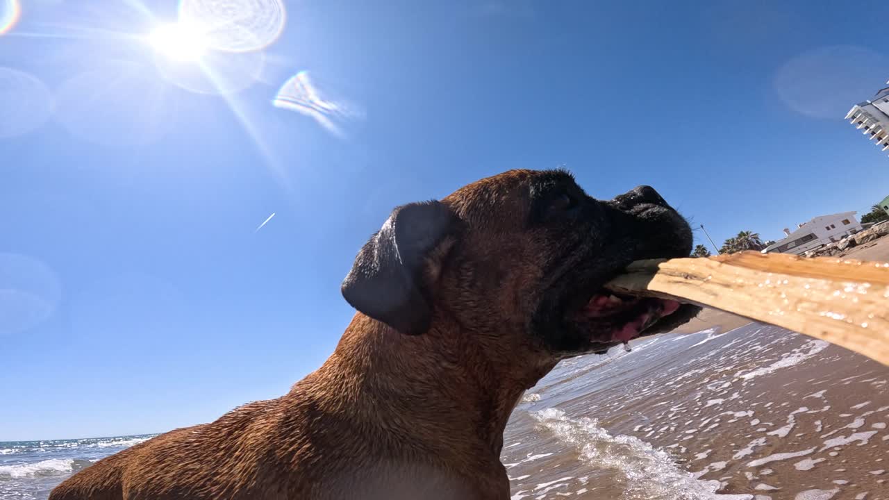 Boxer dog fetching stick on sunny beach