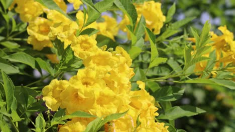 bees flying around vibrant yellow blooms