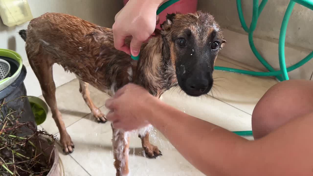 dueño del perro rociando agua por todo su obediencia joven pastor belga, lavando y enjuagando todos los residuos de pompas de jabón